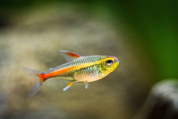 tetra growlight (Hemigrammus Erythrozonus) in a fish tank with blurred background - Photo, Image
