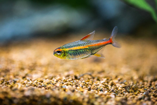 tetra growlight (Hemigrammus Erythrozonus) in a fish tank - Photo, Image