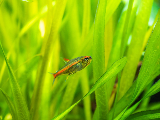 tetra growlight (Hemigrammus Erythrozonus) isolated in a fish tank with blurred background - Photo, Image