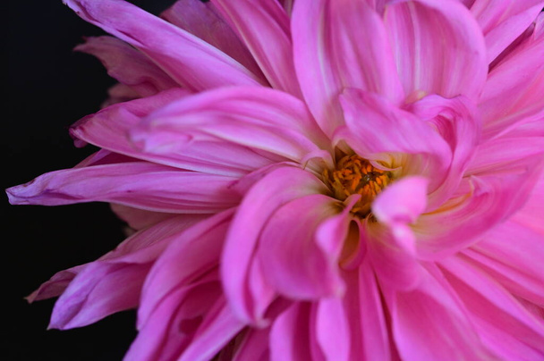 gyönyörű rózsaszín virág fekete háttér - Fotó, kép