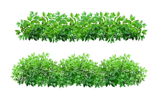 Realistic garden shrub, seasonal bush, boxwood, tree crown bush foliage.Ornamental green plant in the form of a hedge.For decorate of a park, a garden or a green fence. - Vetor, Imagem