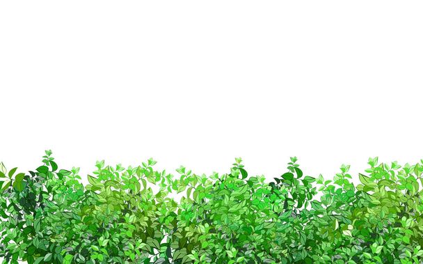 Realistic garden shrub, seasonal bush, boxwood, tree crown bush foliage.Ornamental green plant in the form of a hedge.For decorate of a park, a garden or a green fence. - Vektör, Görsel