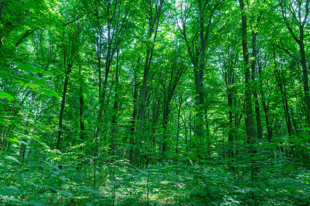 Солнечный свет в зеленом лесу, весеннее время - Фото, изображение