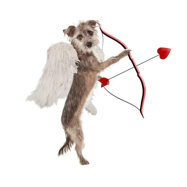 De dag van Valentijnskaarten Cupid hond - Foto, afbeelding