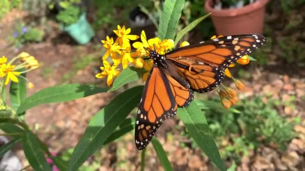 Een mannelijke vlinder heeft tranen in zijn vleugels als hij rust op melkkruidbloemen in een tuin - Video