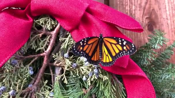 Прекрасний метелик рухається по червоній стрічці різдвяного оздоблення. - Кадри, відео