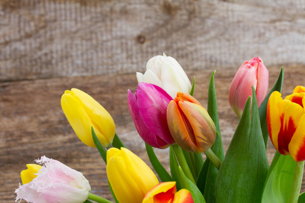 pile  of multicolored  tulips - Фото, изображение