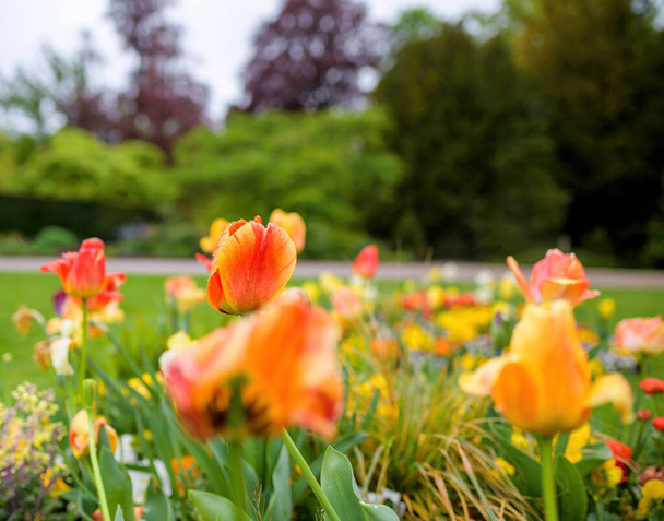 Wet tulips in green park early in the spring - Zdjęcie, obraz