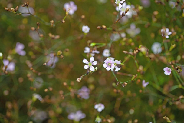 Flower of a tunic flower, Petrorhagia saxifraga - Photo, Image
