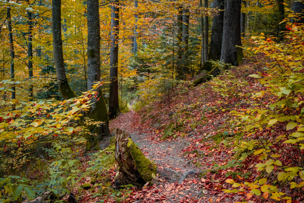 autumn in the mointain forest (Carpathians, Ukraine) - Φωτογραφία, εικόνα