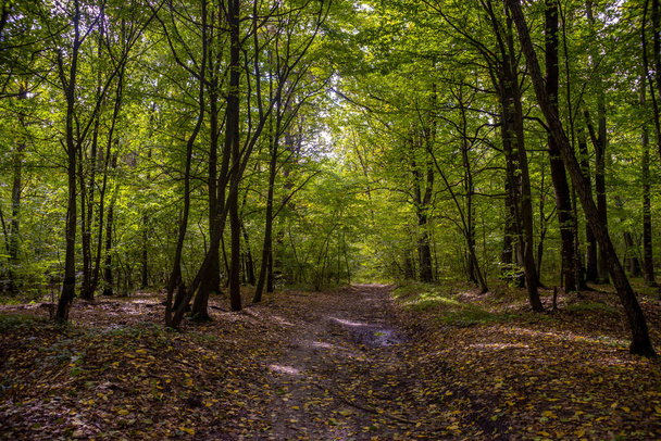 Forest road in the green woods - Φωτογραφία, εικόνα