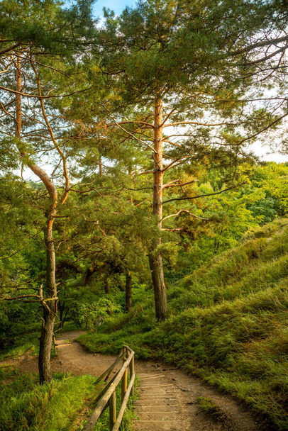Scenic landscape of a mountain trail between beautiful pine trees - Fotó, kép
