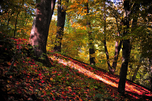 Landscape of autumn trees on a slope covered with orange and red leaves - Φωτογραφία, εικόνα