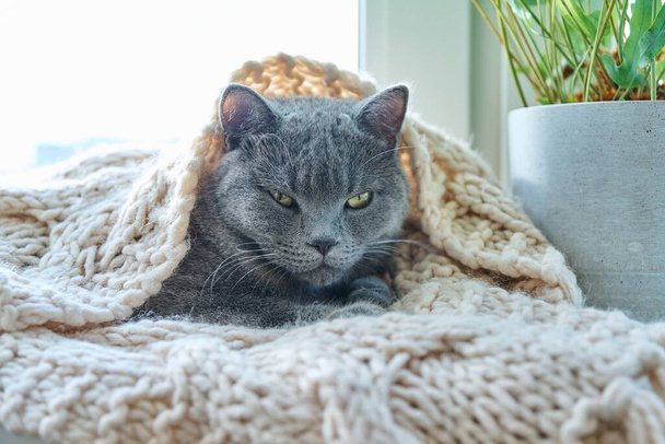 Gray cat pet sleeping on warm knitted woolen scarf on window, in cold autumn winter season. Comfort, calm, cozy, heating, animals, house concept - 写真・画像