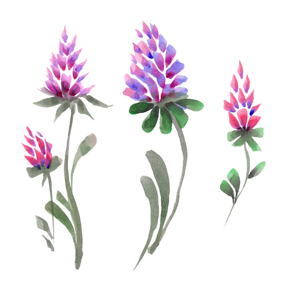 Acuarela flores púrpura clipart. Pinza floral art - Foto, Imagen