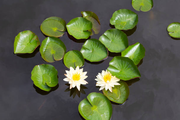 Beautiful blooming Nymphaea lotus flower with leaves, Water lily pot - Fotoğraf, Görsel