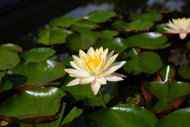 Beautiful blooming Nymphaea lotus flower with leaves, Water lily pot - Valokuva, kuva