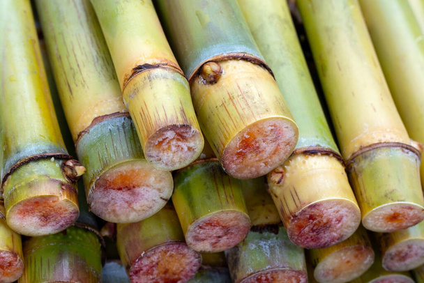 Cut sugar cane for planting - Photo, Image