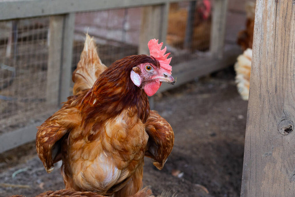 Hens in the chicken farm. Organic poultry house. - Photo, Image