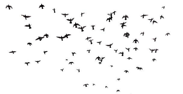 Sok madár repül az égen - Fotó, kép