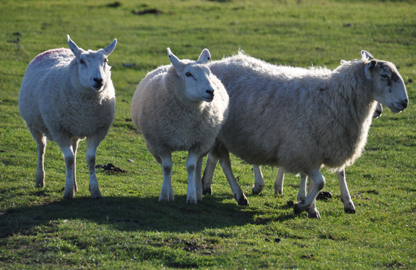 saltmarsh sheep on Northam Burrows - Photo, image