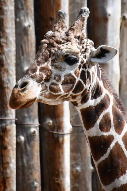 Reticulated Giraffe in a Zoo - Foto, Imagem