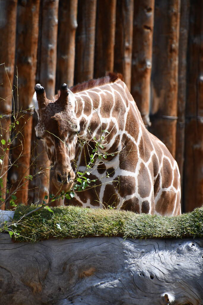 Reticulated Giraffe in a Zoo - Photo, Image