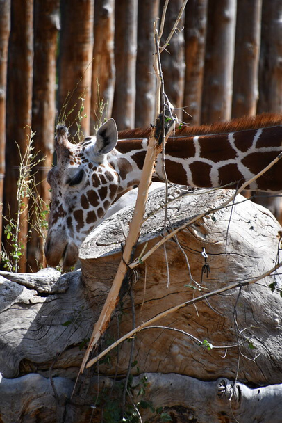 Reticulated Giraffe in a Zoo - Photo, image