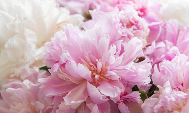 Bouquet of a lot of peonies of pink color close up. Beautiful flower holiday background.  - 写真・画像