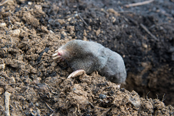 Perished european mole lying on the ground - Foto, Imagen