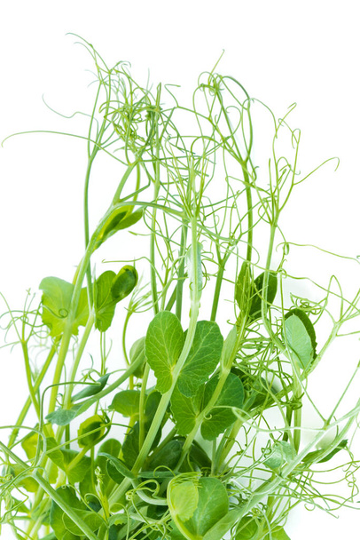 pea shoots with tendrils lying flat, isolated on white - Photo, Image