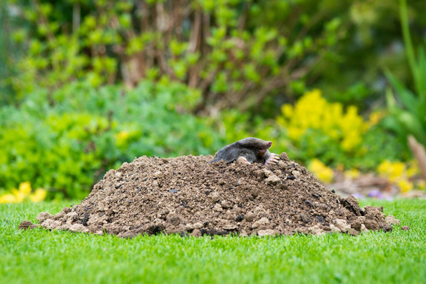 Europese mol kruipt uit molehill boven de grond, toont sterke voorpoten gebruikt voor het graven van ondergrondse tunnels - Foto, afbeelding