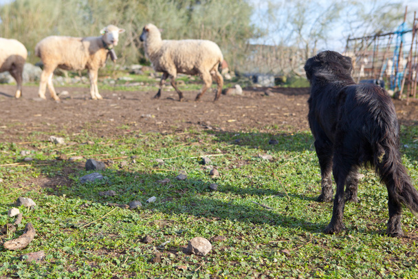 Köpek ve koyun - Fotoğraf, Görsel