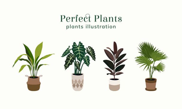 Ilustración de plantas domésticas en diseño plano - Vector, Imagen