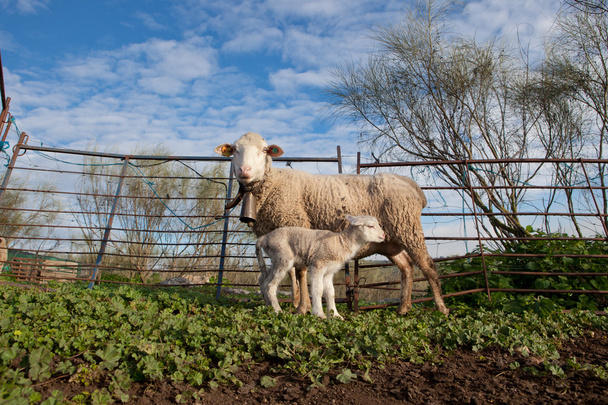 仔羊と彼女の母親の羊  - 写真・画像