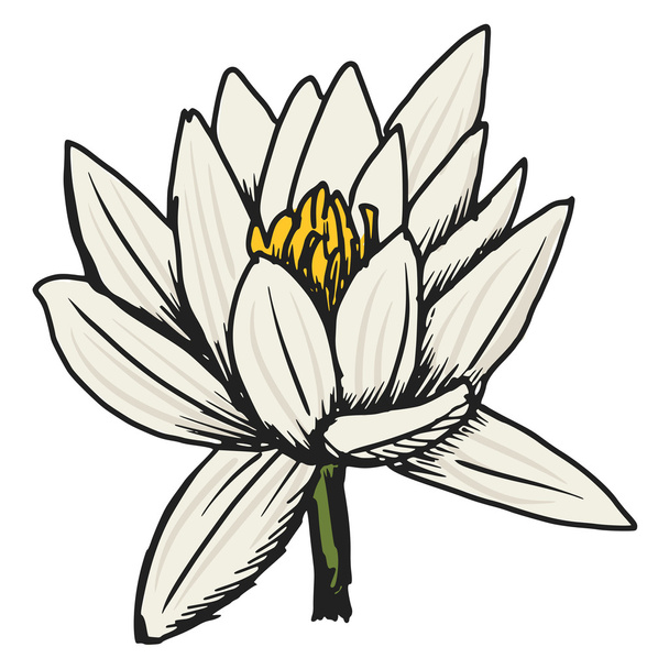white lotus - Vector, Image