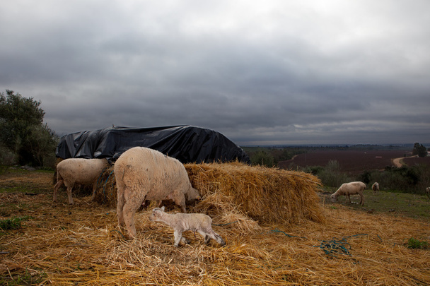 Vauva lammas ja hänen äitinsä
 - Valokuva, kuva