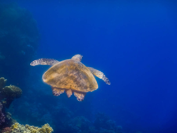 singola tartaruga marina verde che si libra in vista di acque blu profondo da dietro - Foto, immagini