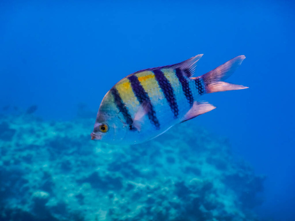 único sargento indopazific peixe portrati vista em águas azuis profundas - Foto, Imagem