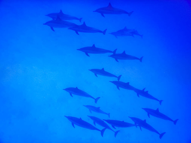 incredible meeting with dolphins while diving in the sea of egypt - Photo, Image