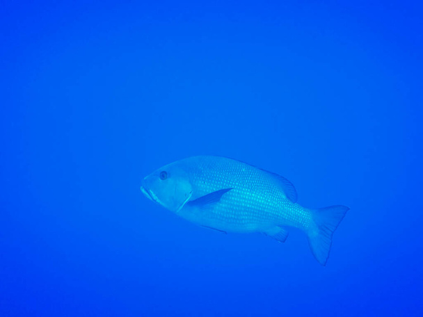 single large common dentex fish in blue water from egypt side view - Photo, Image