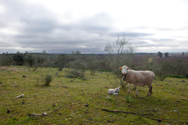 Baby lamb and her maternal sheep  - Photo, Image
