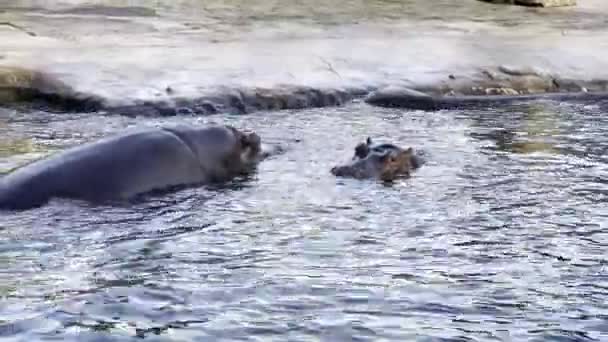 Hippopotamus. Hippo swims in a pond on a sunny day. Relaxing stock video footage.  - Filmati, video