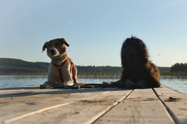 Εραστές σκυλιών ξαπλωμένοι σε μια προβλήτα και κοιτάζοντας τη λίμνη στη Σουηδία. Χρυσοκούνελο και μικτή ράτσα. Ζωώδης φιλία. Ζωική φωτογραφία με γοητεία. - Φωτογραφία, εικόνα