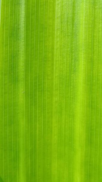 バナナの新鮮な葉の抽象的なライン緑の自然背景 - 写真・画像