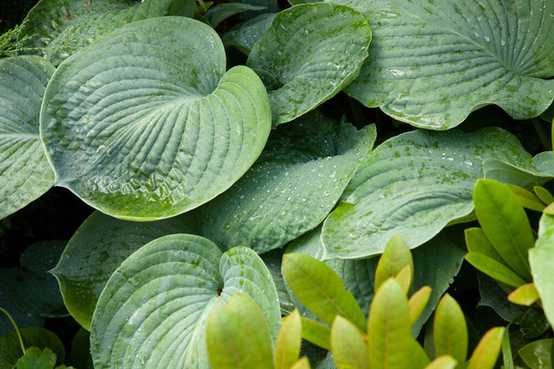 Clouse up of gorgeous Hosta Zelda Elegancia con gotas de lluvia en las hojas que crecen en el jardín. - Foto, Imagen
