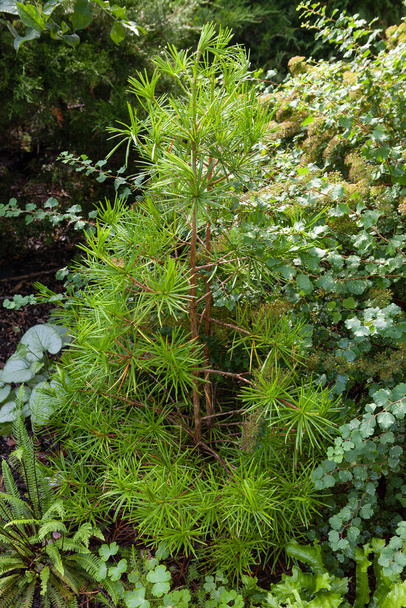 Pieni japanilainen sateenvarjo mänty, Sciadopitys verticillata kasvaa harvinaisissa kasveissa ja puiden keräilijät puutarha Euroopassa. Garden ideoita käsite - Valokuva, kuva