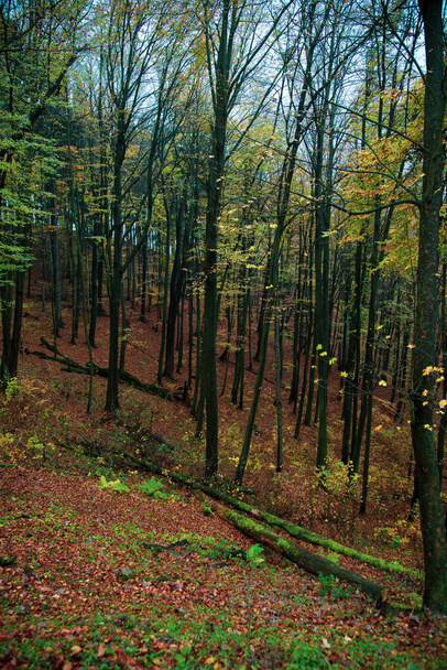 Arany ősz az erdőkben, Szlovákia - Fotó, kép