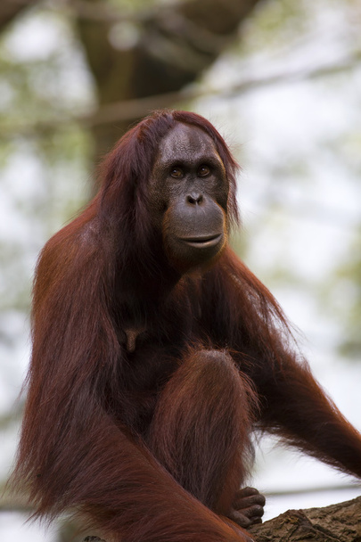 Borneo Orangutan - Фото, изображение
