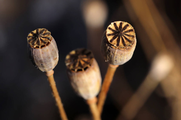 semillas secas de amapola de cerca - Foto, Imagen